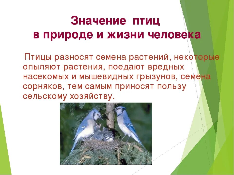 Птицы в жизни человека и природы. Значимость птиц в природе. Значение птиц в природе и жизни человека. Значение птиц в жизни человека. Многообразие и значение птиц в природе