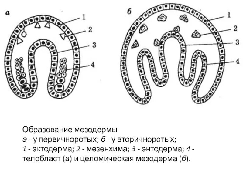 Дифференцировка эктодермы