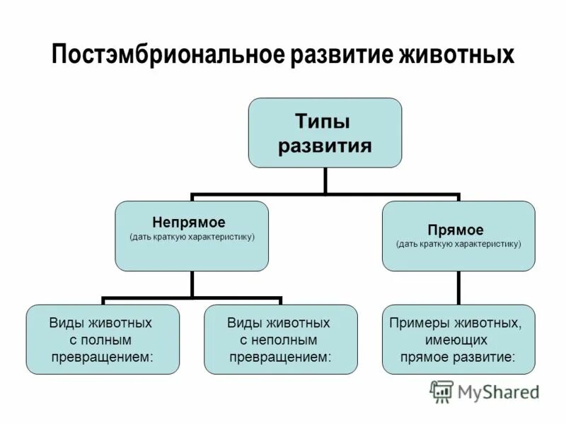 Типы развития животных примеры Конспект по биологии рост и развитие животных: найдено 84 картинок
