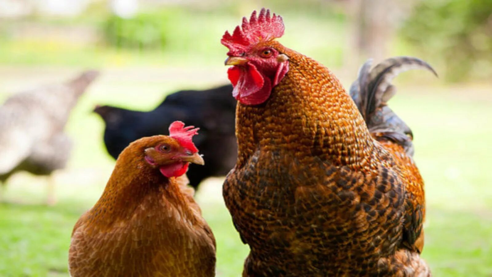 Red chickens