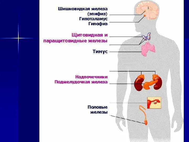 Гипофиз поджелудочная железа щитовидная надпочечник