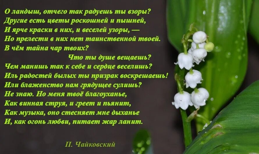 Я подарю вам ландыши песня 2024. Стихотворение о весенних цветах. Стишки о ландыше. Красивые стихи о цветах.