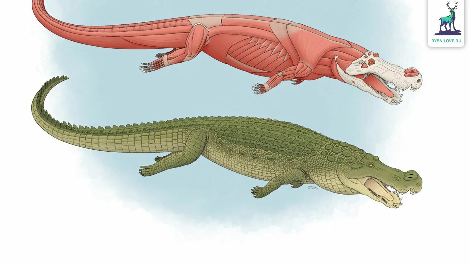 Квинкана сухопутный крокодил. Квинкана вымершие крокодиломорфы. Крокодил млекопитающее. Мезозухии крокодиломорфы.