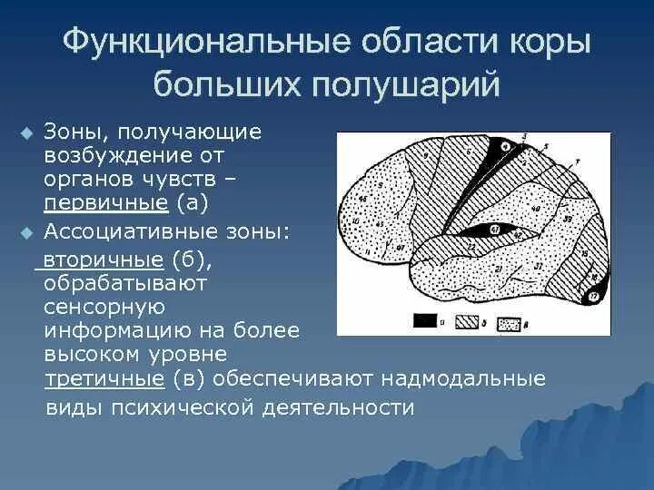 Моторная зона коры. Первичные вторичные поля головного мозга. Вторичная сенсорная зона. Локализация в коре сенсорных моторных и ассоциативных областей. Ассоциативные сенсорные зоны коры.
