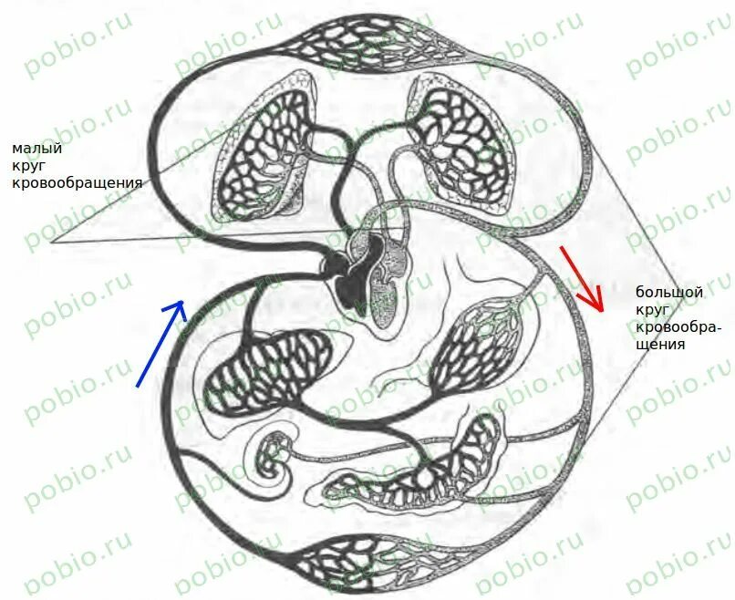 Рассмотрите изображенную на рисунке схему кровообращения. Схема большого круга кровообращения у человека 8 класс биология. Рассмотрите схему кровообращения подпишите ее части. Малый круг кровообращения человека схема. Малый и большой круг кровообращения человека схема.
