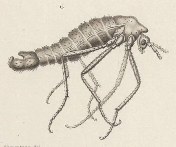 К бескрылым насекомым относятся. Комар Бельгика Антарктика. Бескрылая мошка Belgica Antarctica. Бескрылый комар Бельгика Антарктика. Антарктический комар-звонец.