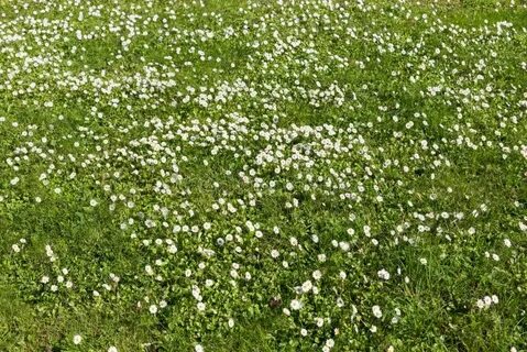 Simple grass