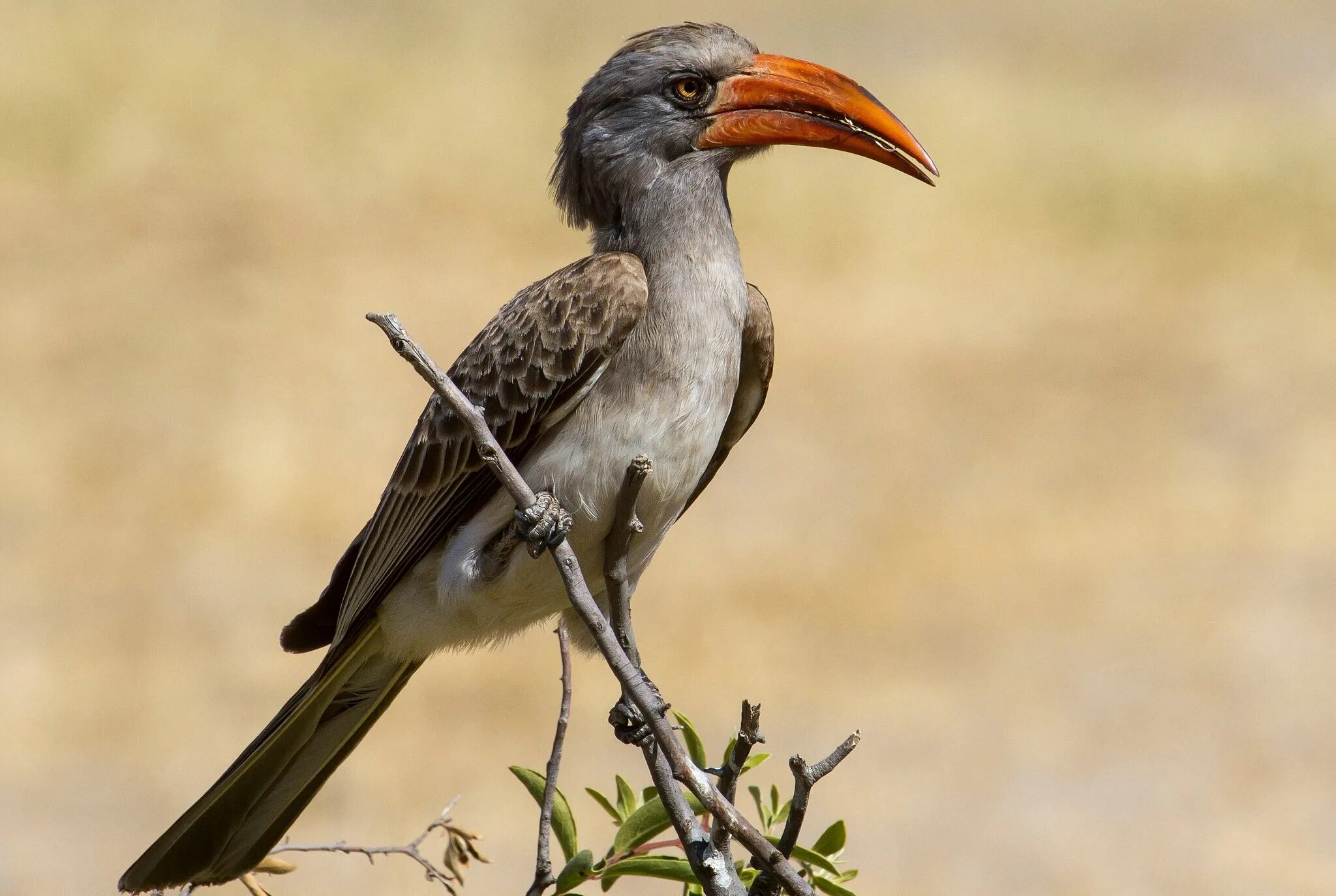 Tockus erythrorhynchus. Тукан паффин. Птица с изогнутым клювом. Птица с длинным изогнутым клювом. Высшую гну