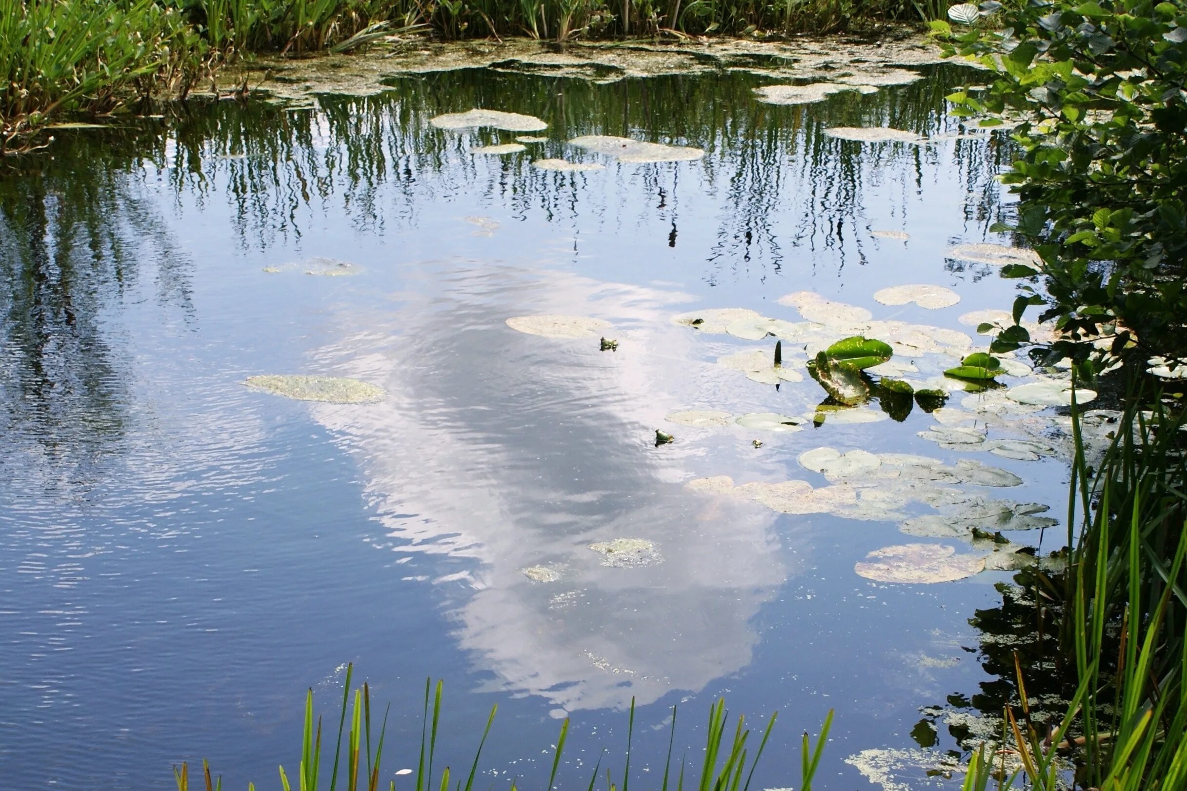 Пресноводный водоем. Вода в водоеме. Водоемы с пресной водой. Болотная вода. На горизонтальном водоемы