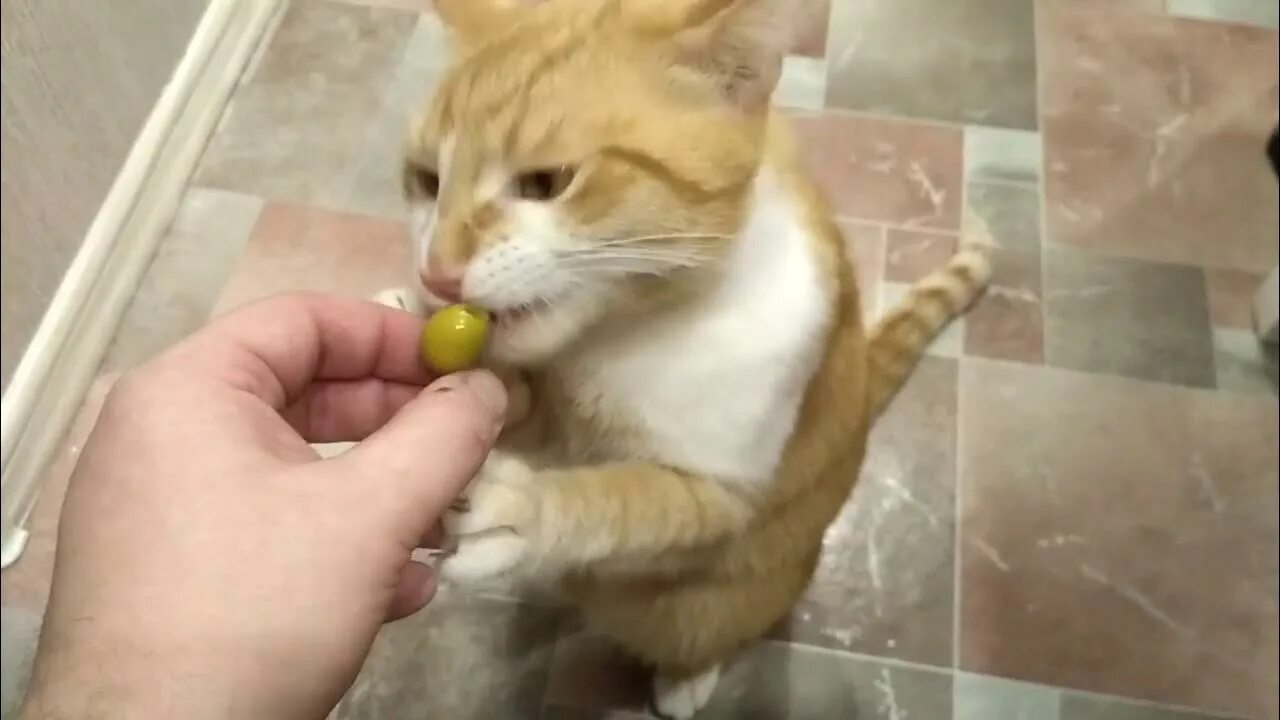 Коты любят оливки. Кот и оливки. коты и оливки. кошка оливка. кот ест оливки.