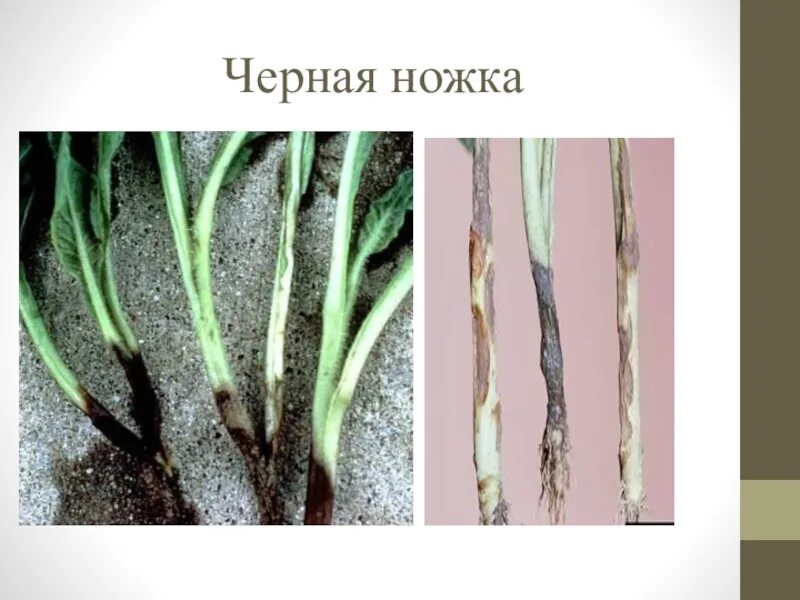 Чёрную ножку капусты (Olpidium brassicae. Черная ножка гриб паразит. Черная ножка редис. Черная ножка капусты гриб. Черная ножка у растений