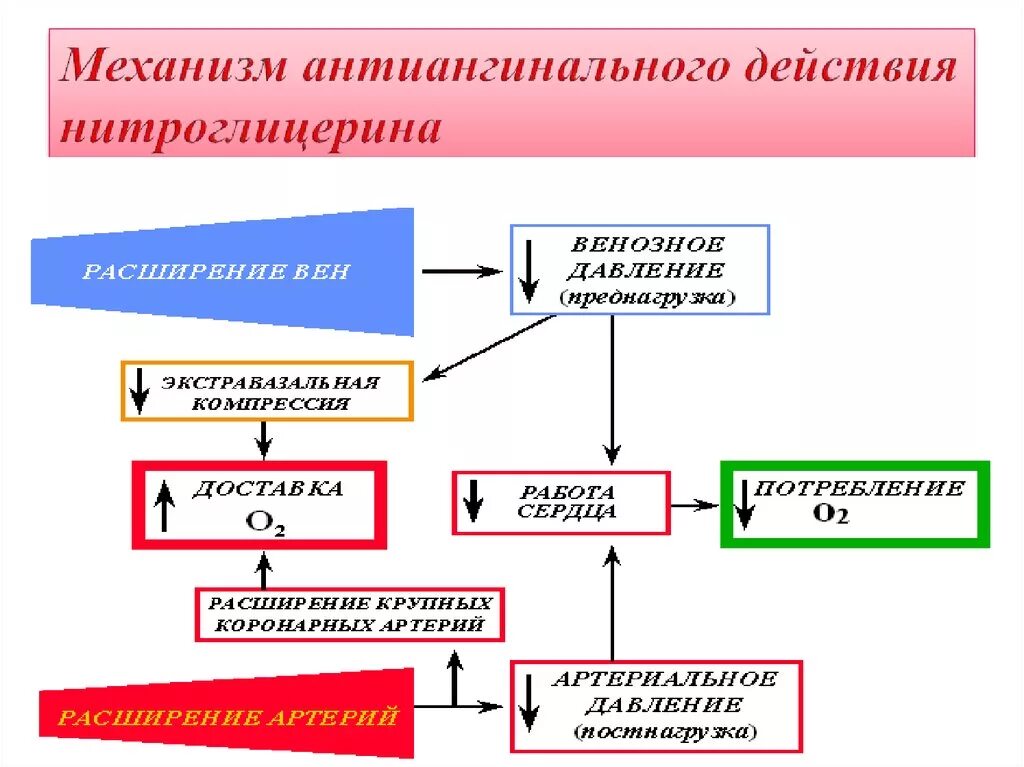 Антиангинального средства механизм действия. Механизм антиангинального действия нитроглицерина фармакология. Антиангинальные препараты механизм действия. Антиангинальные препараты механизм действия нитратов.