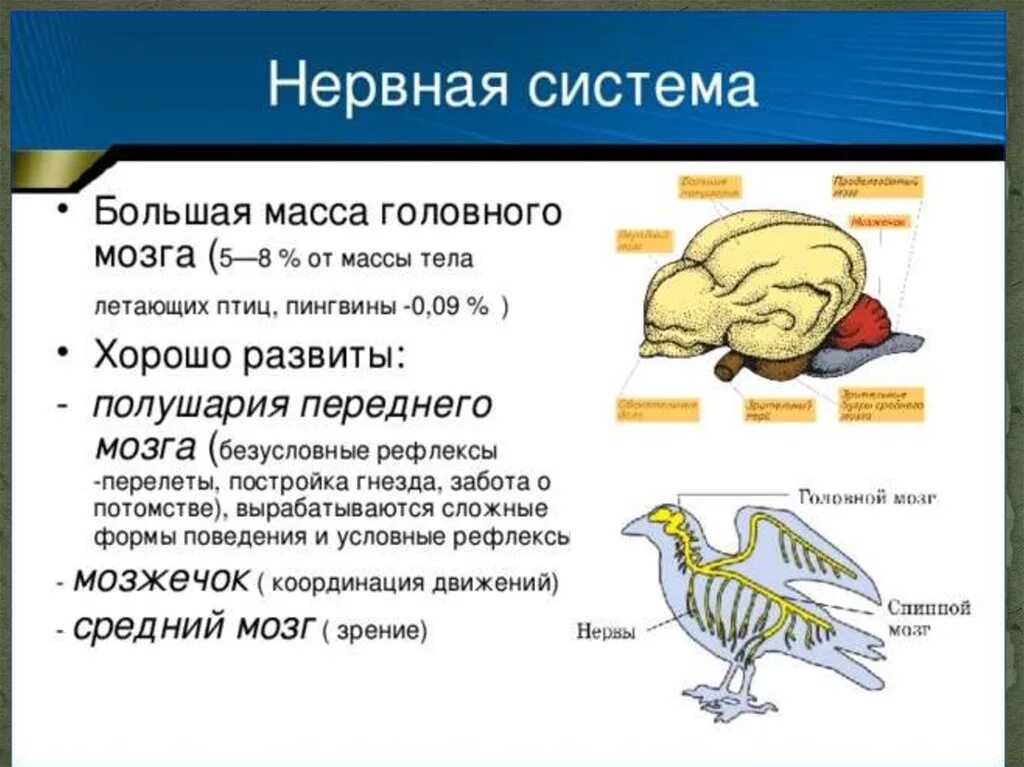 Развитые органы чувств у птиц. Нервная система птиц 7 класс биология. Нервная система птиц строение головного мозга. Нервная система птиц и млекопитающих. Нервная система птиц кратко таблица.