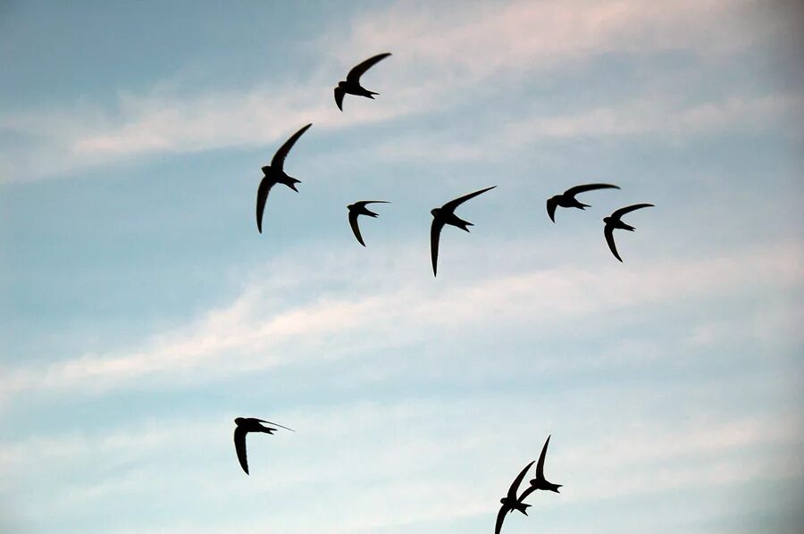 Птица в полете. Стая ласточек. Ласточки летают. Птицы в небе.