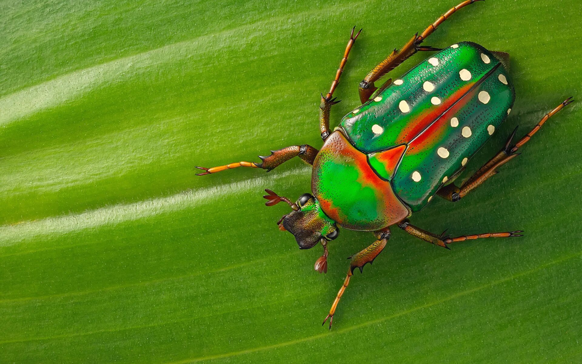 Июньский жук бронзовка. Бронзовый жук. Жук бронзовка мраморная. Зелёное насекое жук. Бронзовка жук зелёный маленький.