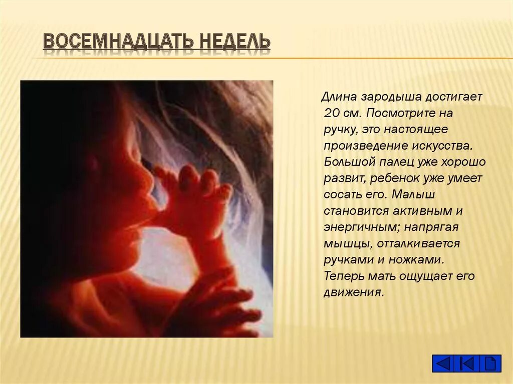 Ребенок на 18 неделе беременности. Размер ребёнка на 18 неделе. Развитие ребенка 18 недель. Беременность 18 недель развитие.