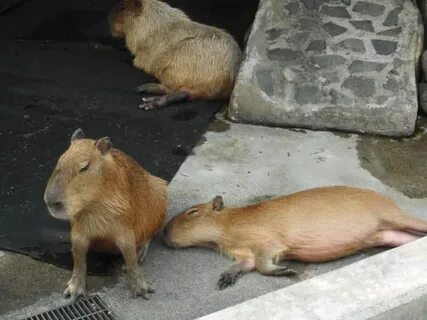 Кофе с капибарой