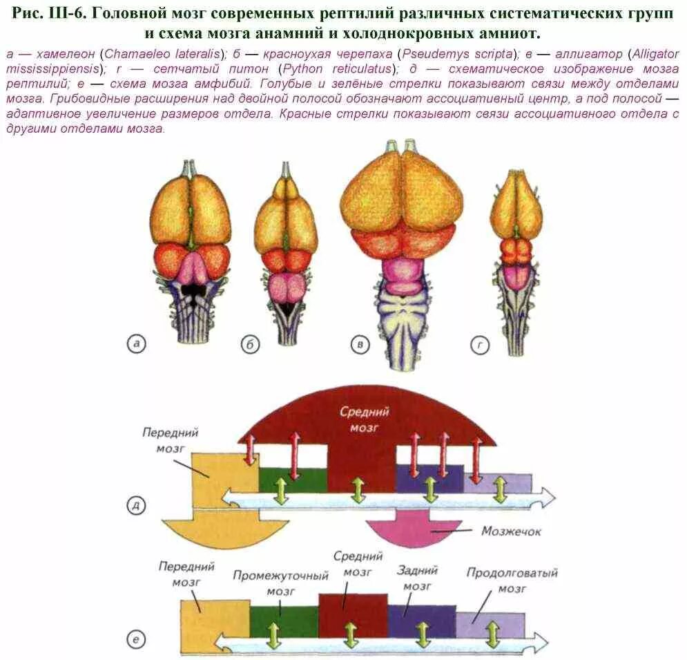 Головной мозг пресмыкающегося схема. Строение головного мозга рептилий. Схема головного мозга рептилий. Функции отделов головного мозга пресмыкающихся.