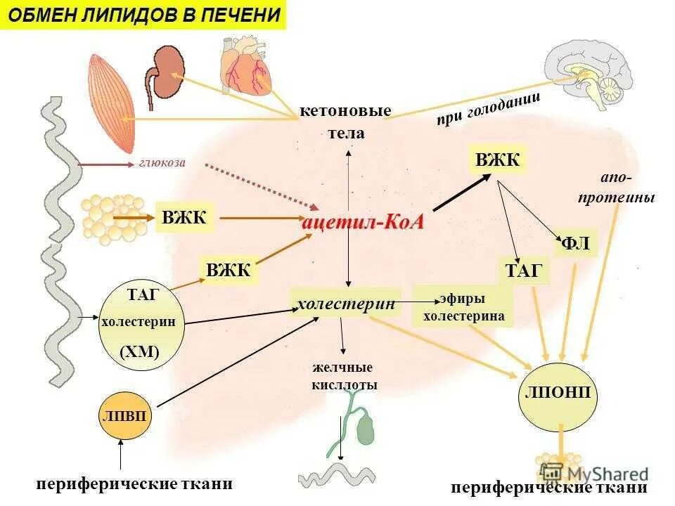 Схема метаболизма липидов в печени. Регуляция липидного обмена биохимия схема. Метаболическая регуляция липидного обмена схема. Метаболизм липидов в печени.