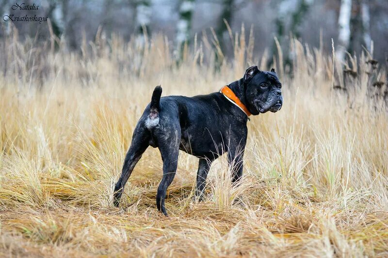 кане корсо. кане корсо 5 месяцев. кане корсо 3 месяца фото. щенок корсо 3 месяца фото. кане корсо 3 месяца.