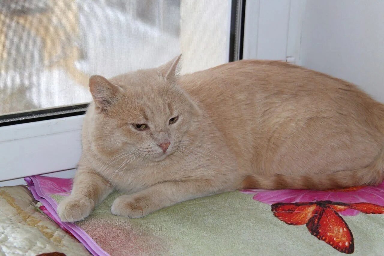 KING COLLIN’S CAT PALACE: Crazy cats, Cats, Beautiful cats