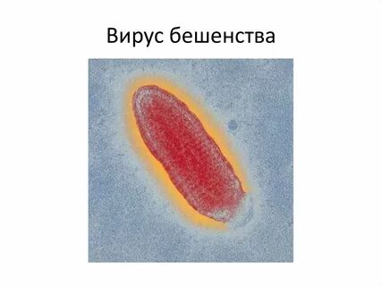 Блохи бешенство