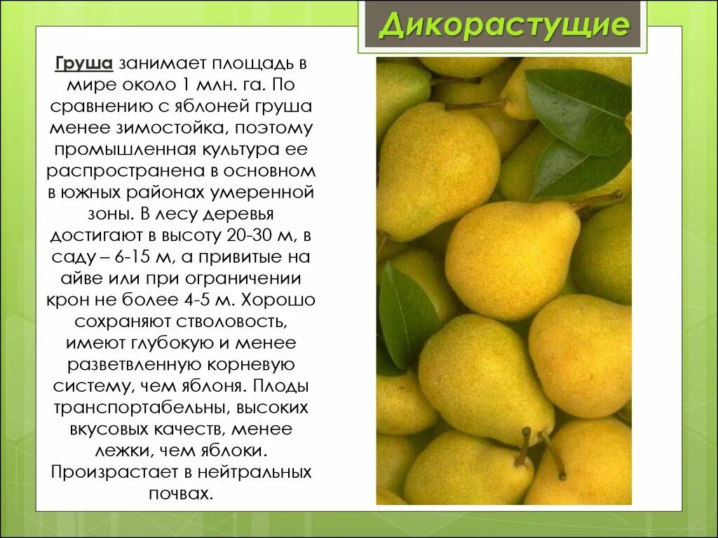 Груша перевод на английский. Сообщение о груше. Рассказ про грушу. Груша описание для детей. Груша описание растения.