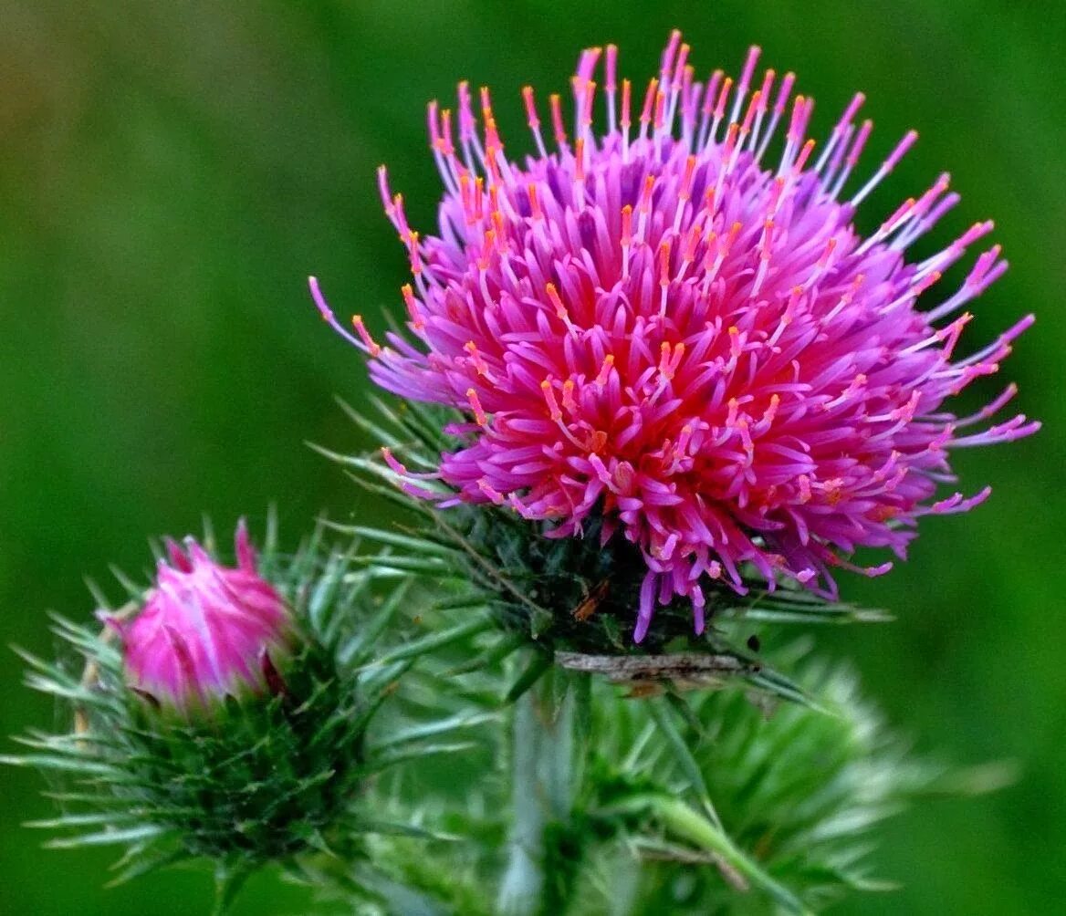 Scotland plants. Чертополох Шотландия. Расторопша в Шотландии. Чертополох символ Шотландии. Цветок чертополоха символ Шотландии.