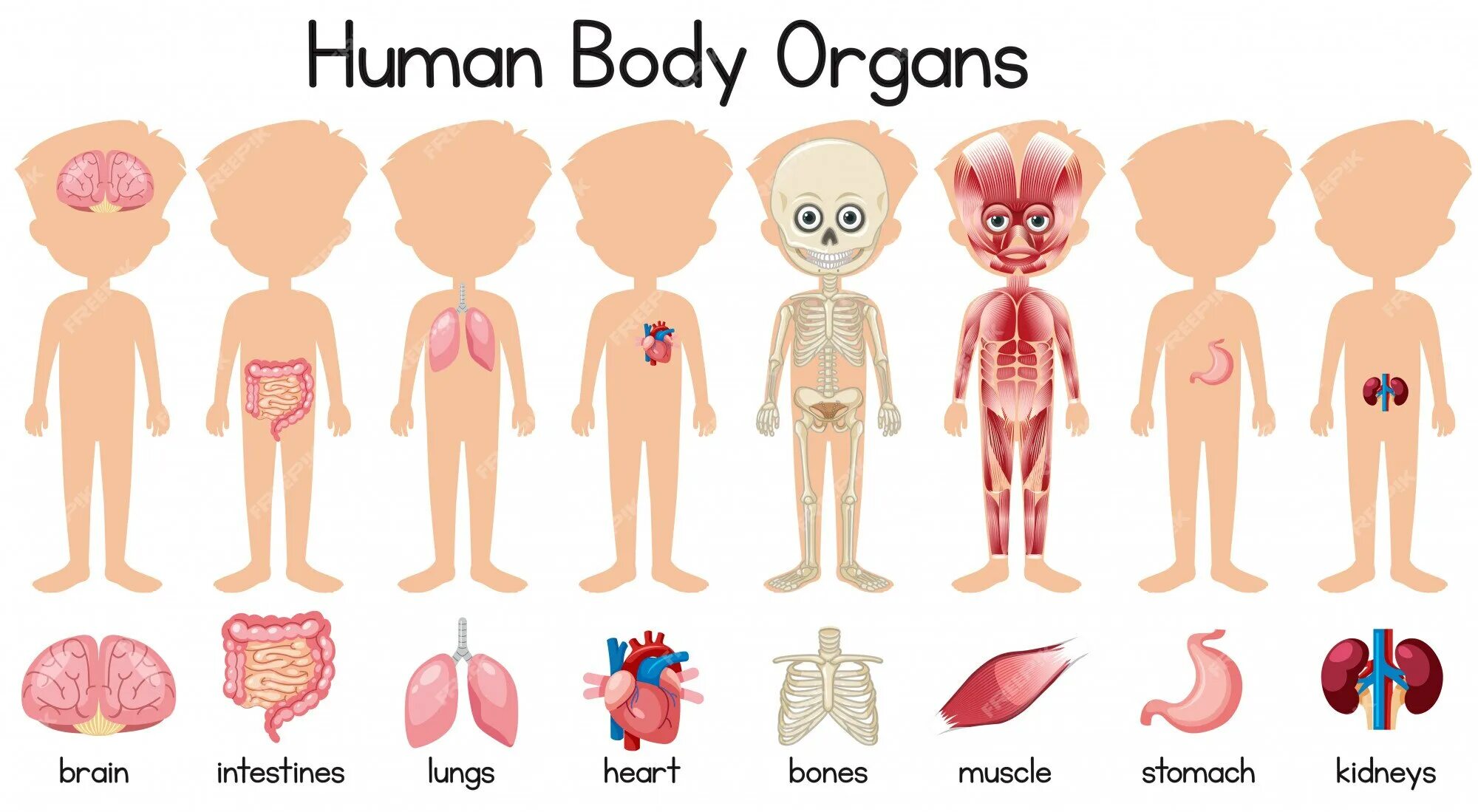 Human organs. Внутренние органы человека для детей. Человеческие органы для детей. Внутренние органы человека картинка для детей. Human body Organs.