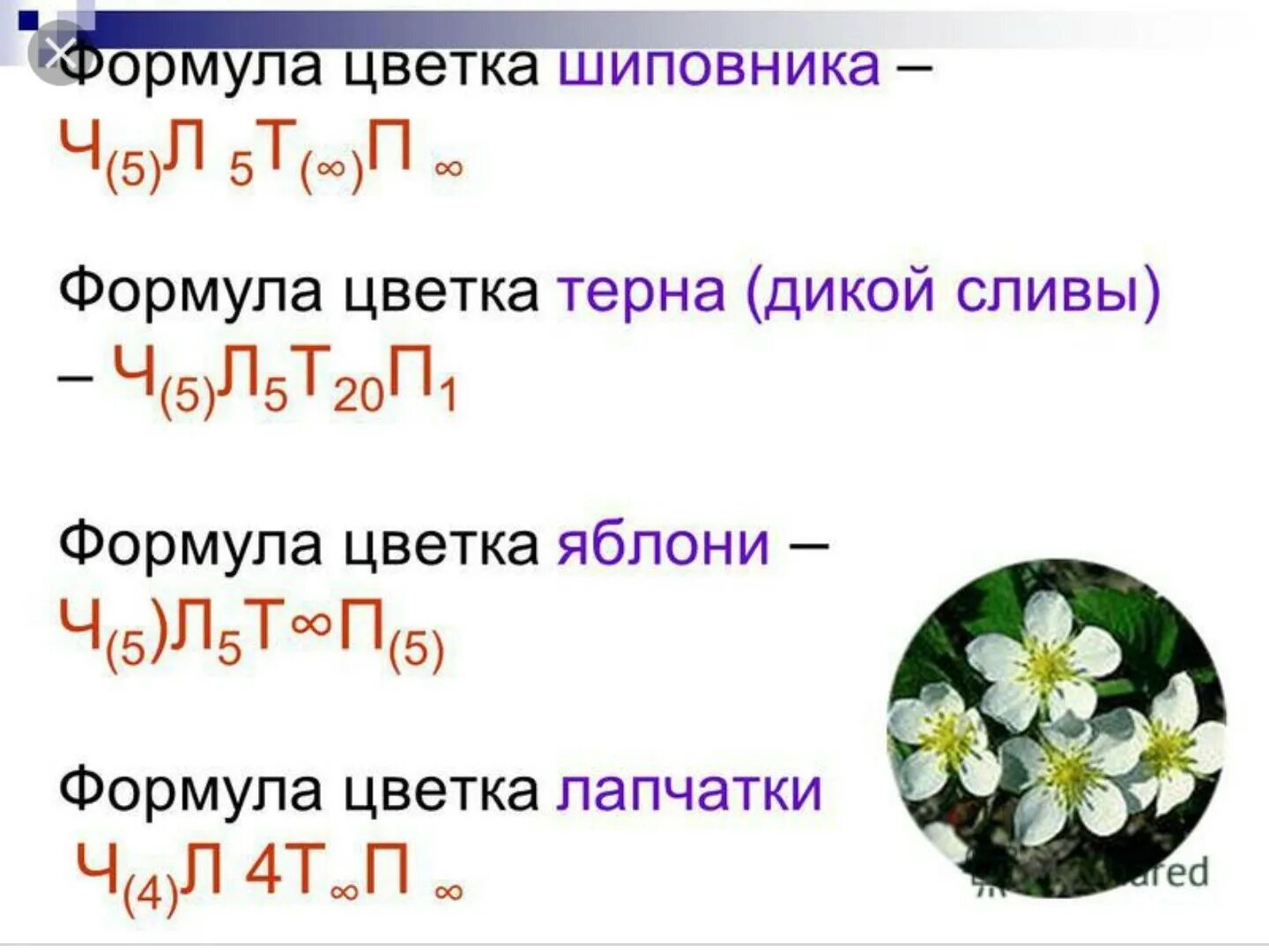 Ч5л5т бесконечность п бесконечность какое семейство. Формула цветка яблони биология 6 класс. Строение цветка яблони формула. Формула цветка ч5л5т10п1 характерна для семейства. Формула цветка яблони биология.