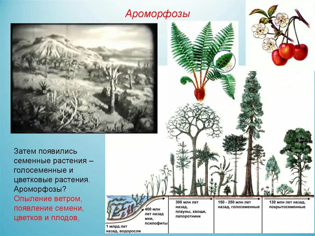 Перечислите ароморфозы растений. Ароморфозы папоротников. ароморфозы папоротникообразных. ароморфозы голосеменных. ароморфозы растений.
