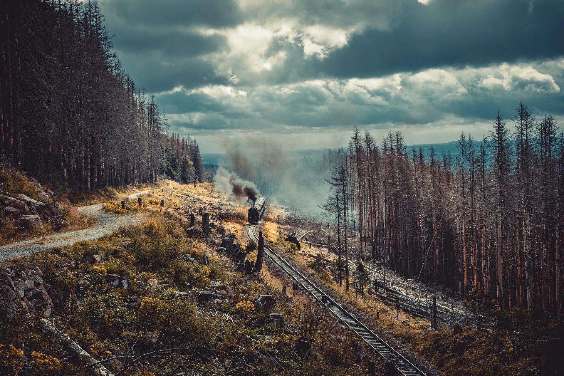Дорога хвойную. Атмосферная железная дорога. Железная дорога в хвойном лесу. Железная дорога пейзаж. Поезд в лесу.