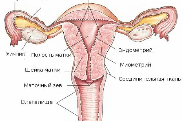 Где матка и яичники. Яичник маточная труба и матка. Схема матки с придатками. Матка строение анатомия фото. Матка женщины анатомия строение.