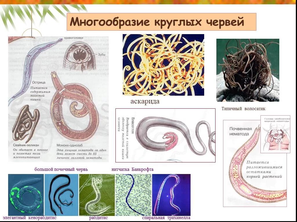 Круглые черви нематоды паразиты. Круглые черви паразиты представители. Представители круглых червей нематоды. Гельминты Тип круглые черви.