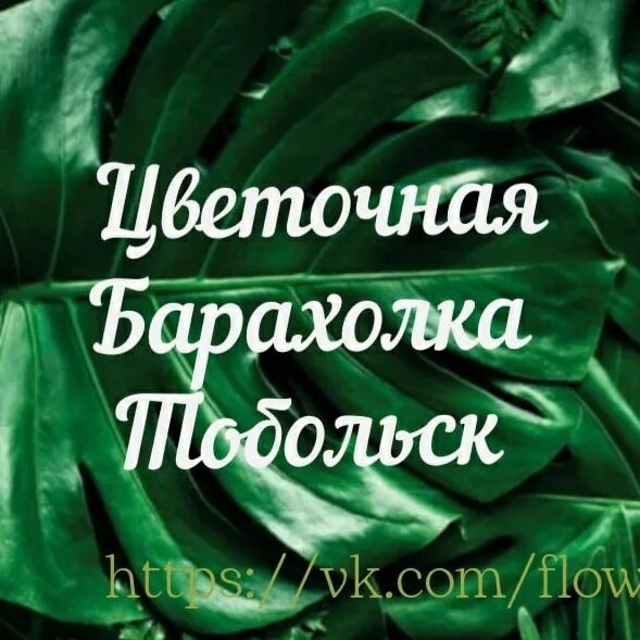 Цветы продаются надпись. Интернет-барахолка доска объявлений старых вещей. Барахолка старая русса на авито. Цветочная барахолка. Интернет-барахолка доска объявлений старых вещей.