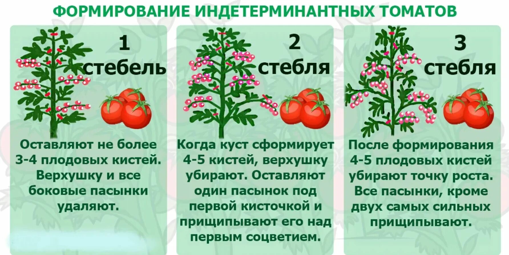 Формируем стебель томата