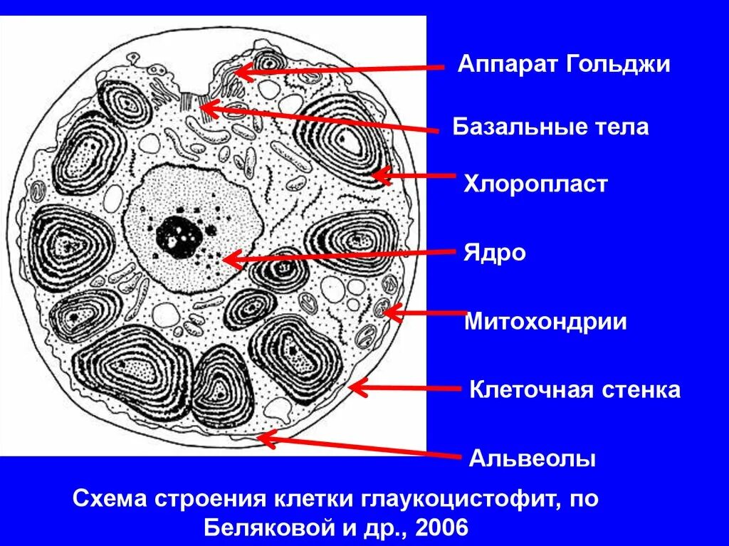 Хлоропласты ядро митохондрии лизосомы. Аппарат Гольджи митохондрии. Ядро аппарат Гольджи. Аппарат Гольджи и хлоропласт.