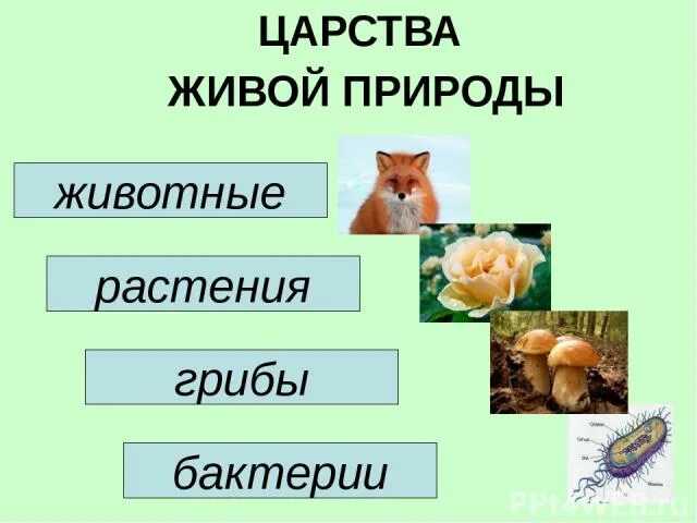 Самое разнообразное царство живой природы. Царства живой природы 5 класс биология. Биология 5 кл царство живой природы. Проект царство живой природы 5 класс биология. Царства природы презентация.