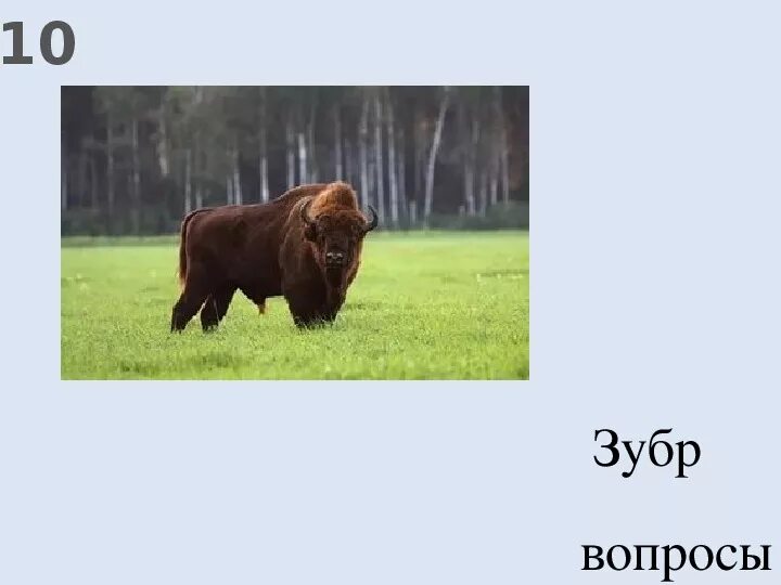 Зубр красная книга описание. Животные из красной книги зубр. Зубра 3 класс. Зубр красная книга 2 класс. Зубр описание.