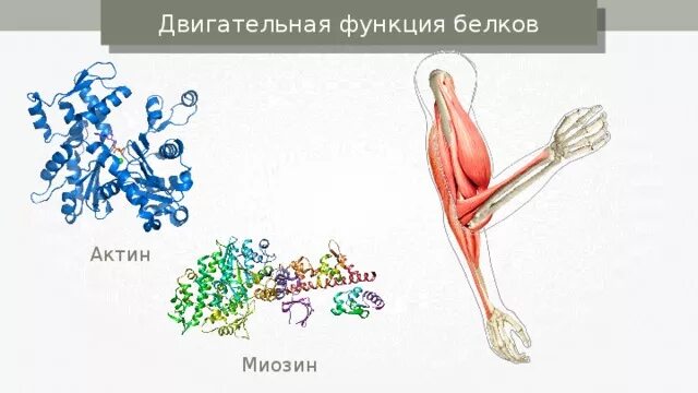 Сократительную функцию выполняет белок