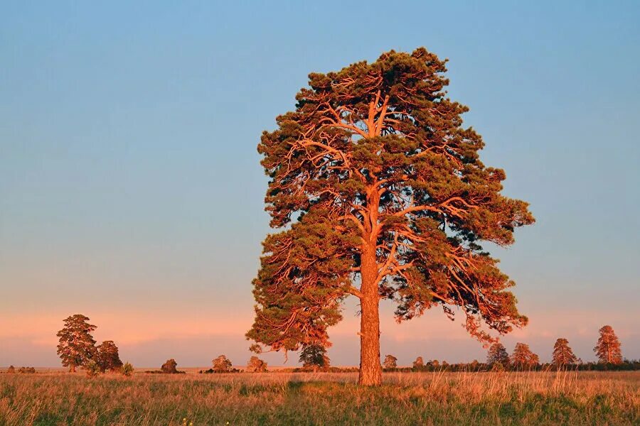 растение ильм забайкальский край. сосна забайкальского края. кустарники забайкалья. жостер даурский дерево. деревья забайкалья.