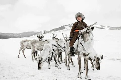Калмыки оленеводство