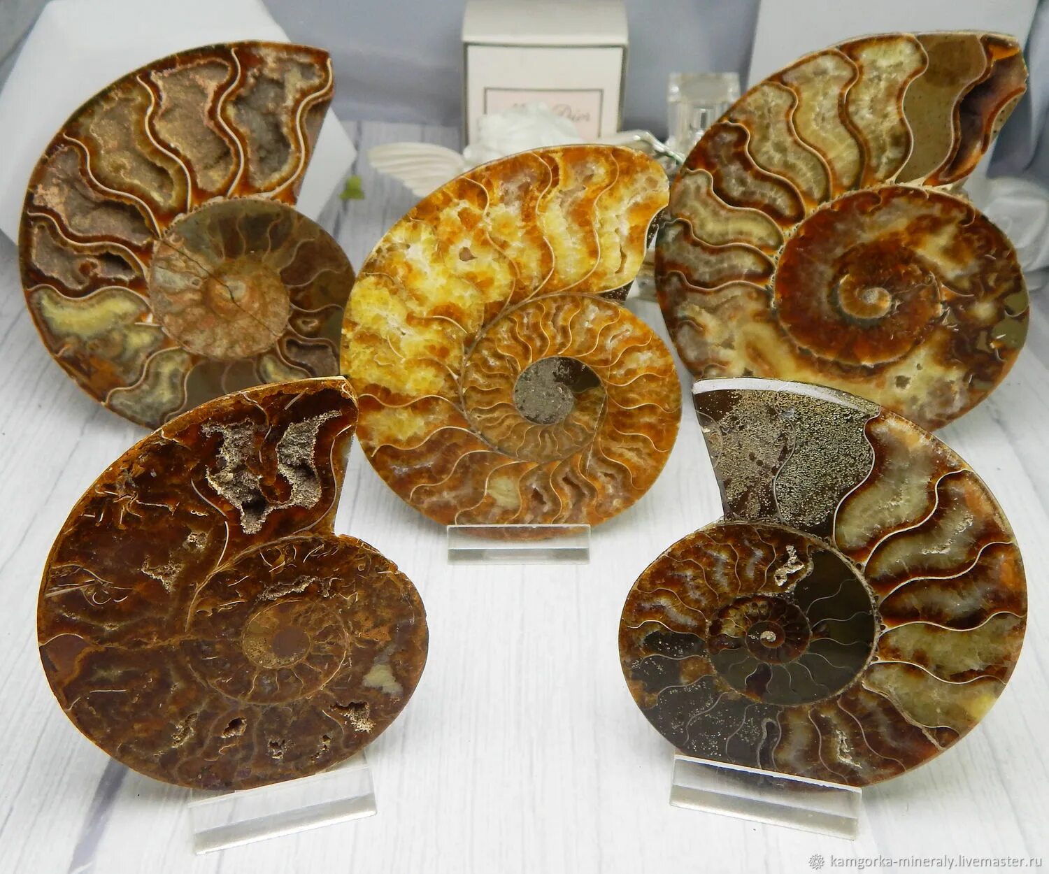 аммонит камень. срез аммонита. аммонит cleoniceras. аммонит срез. аммониты марокко.