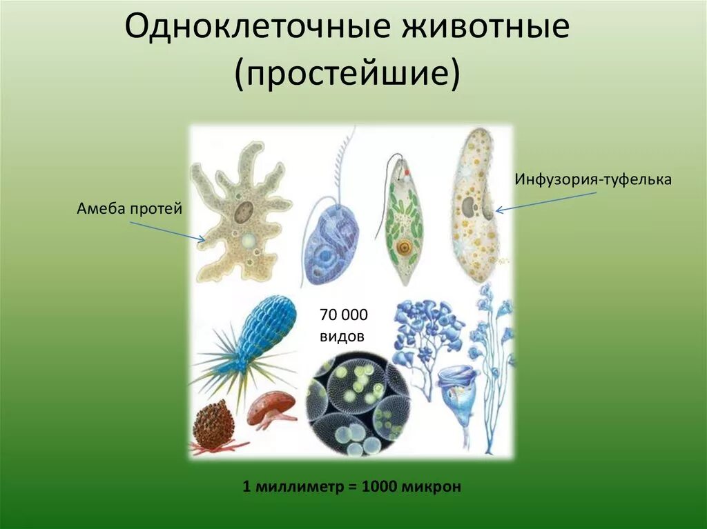 Царство одноклеточных