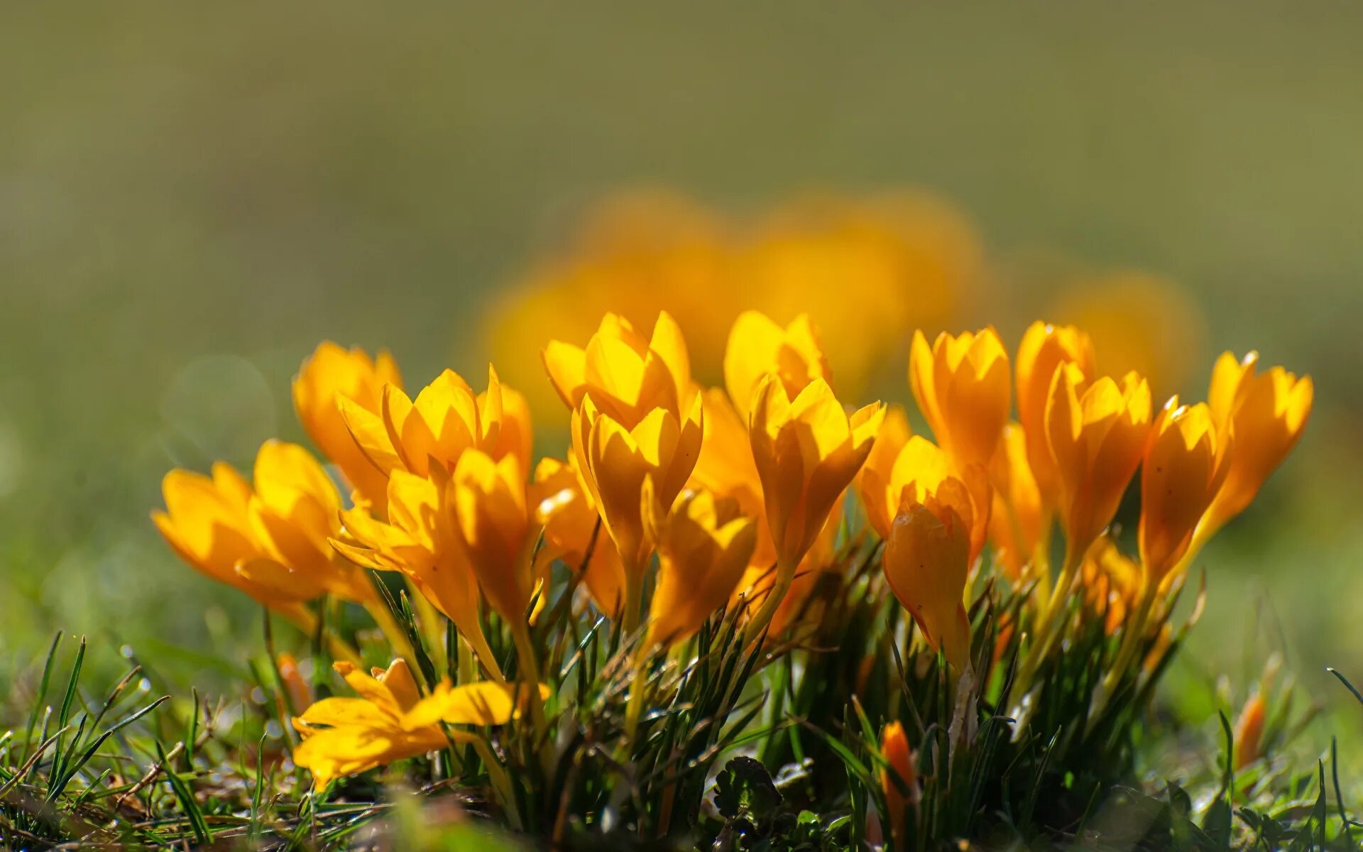 Желтые цветы ранней весной фото. Крокус Шафран желтый. Крокус Шафран весенний. Крокус весенний желтый. Крокус желтый цветок.