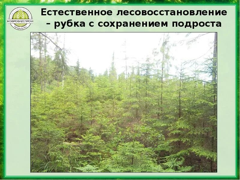 Естественное лесовосстановление. Естественное лесовосстановление на вырубках. Лесовосстановительные рубки. Рубка с сохранением подроста. Сохранение подроста