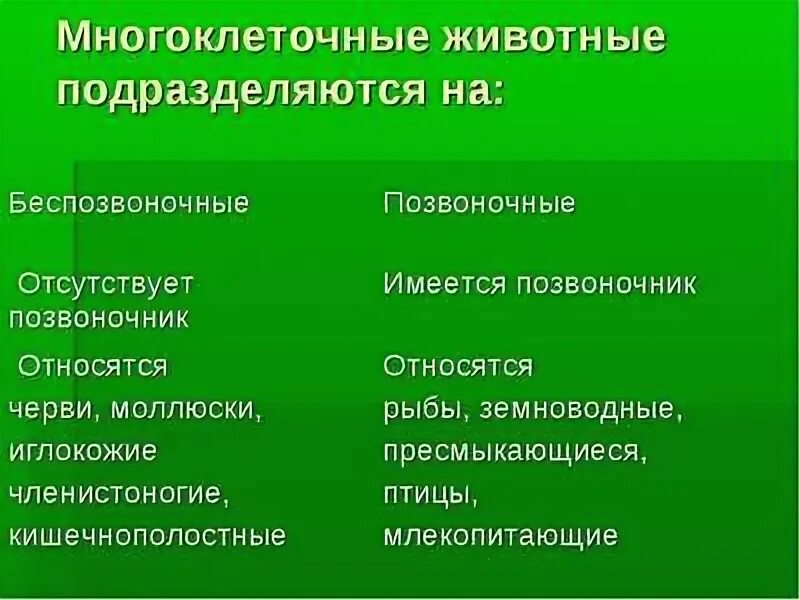 Многоклеточные животные. Много клетотчные животные. Многоклеточные позвоночной животные. Позвоночные и беспозвоночные животные примеры. Беспозвоночные особенности