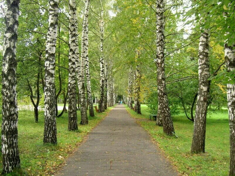 Территории березки. Оренбург парк берёзка лесопарк берёзка. Пансионат Березки Клязьма. Санаторий Березки Башкирия. Берёзки Мочище.