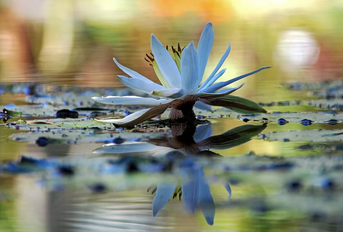 вода ветер цветы. солнечный дождик. пробуждение спящей красавицы ефимкина. вода ветер цветы. пейзаж в коричневых тонах.