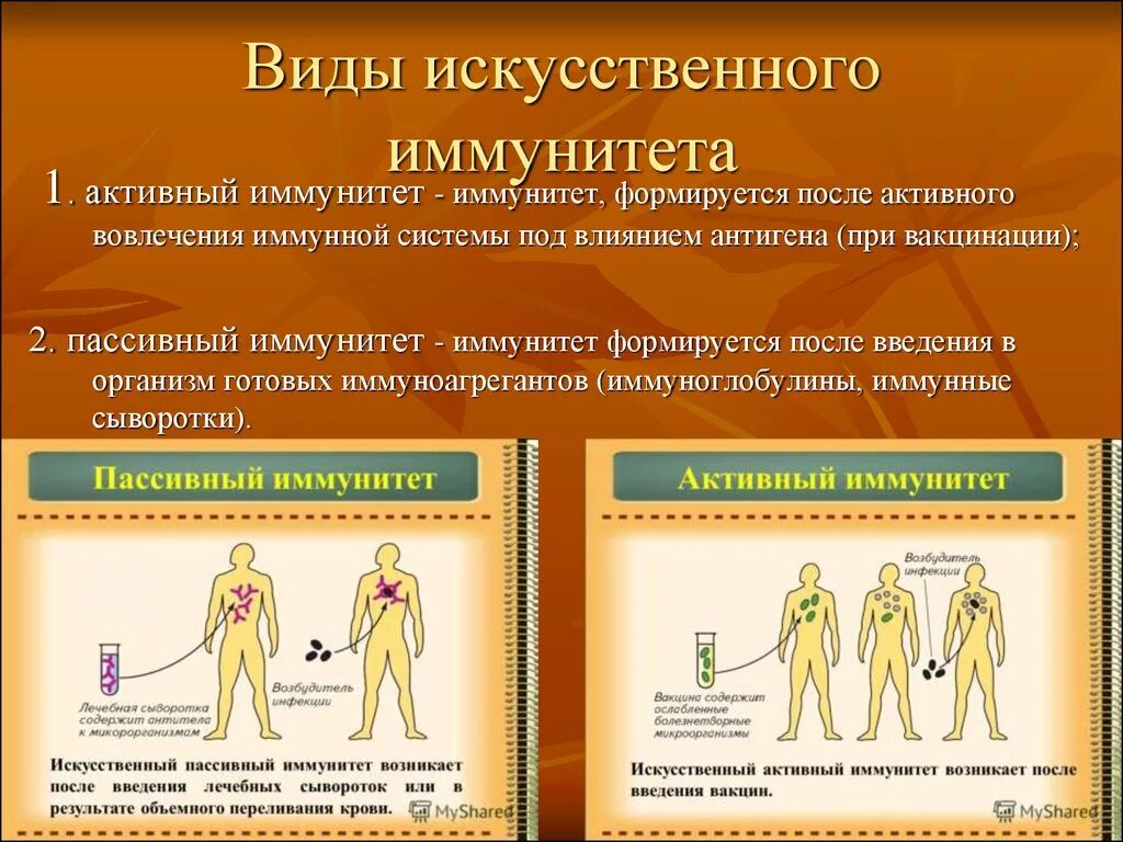 Искусственный пассивный иммунитет формируется. Искусственный пассивный иммунитет и искусственный активный. Искусственный активный иммунитет и пассивный иммунитет. Искусственный активный иммунитет формируется после. Активный иммунитет вырабатывается после введения